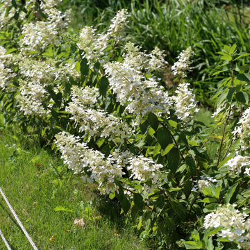 Hortensia Paniculata 'Magical Himalaya - Hydrangea Paniculata 'Magical Himalaya