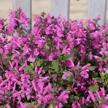 Sauge Microphylla Rose Foncé