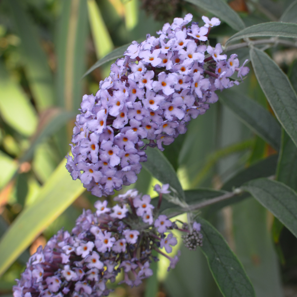 Arbre aux papillons 'Butterfly Candy' Lila -  Buddleja davidii 'Butterfly Candy' Lila