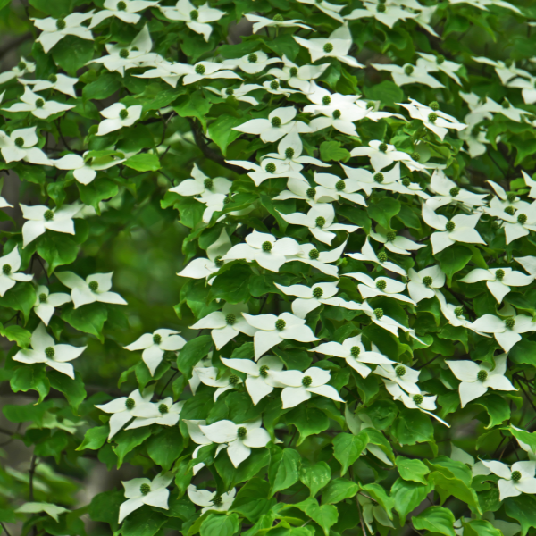 Cornouiller du Japon - Cornus kousa