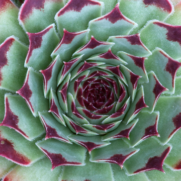 Joubarbe - Sempervivum x calcareum
