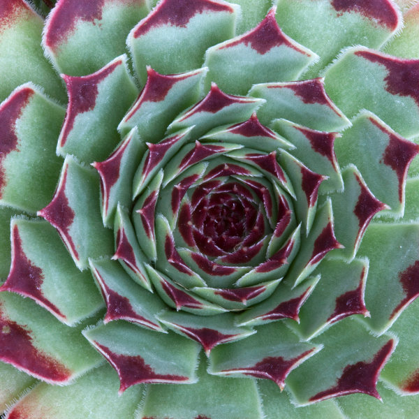 Joubarbe - Sempervivum x calcareum