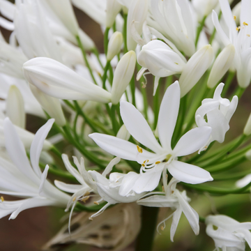 Agapanthe 'Thumbelina' -  Agapanthus 'Thumbelina'