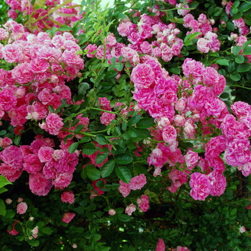 Rosier Grimpant