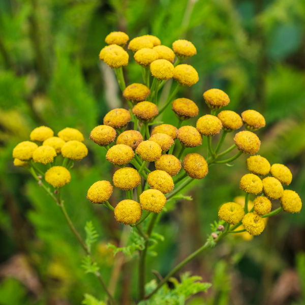 Achillée 'Gold Plate' - Achillea filipendulina 'Gold Plate'