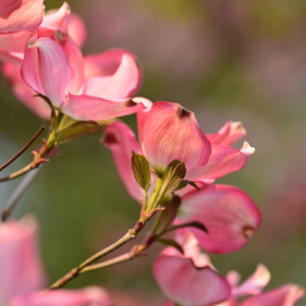 Cornouiller Du Japon 'Satomi' - Cornus Kousa 'Satomi'