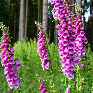 Digitale de Merton - Digitalis mertonensis