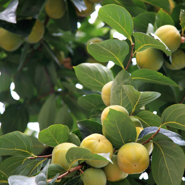 Plaqueminier Kaki 'Fuyu' - Diospyros kaki 'Fuyu'