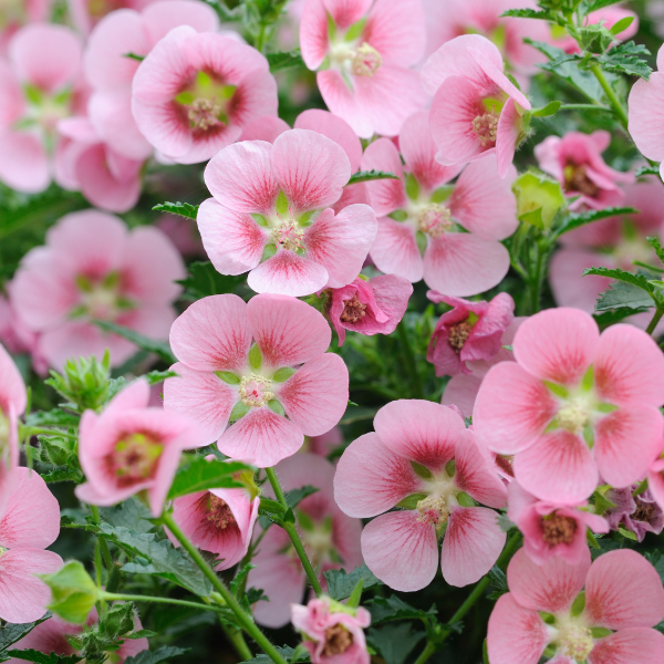 Mauve arbustive 'Large Red' - Anisodontea scabrosa 'Large Red'