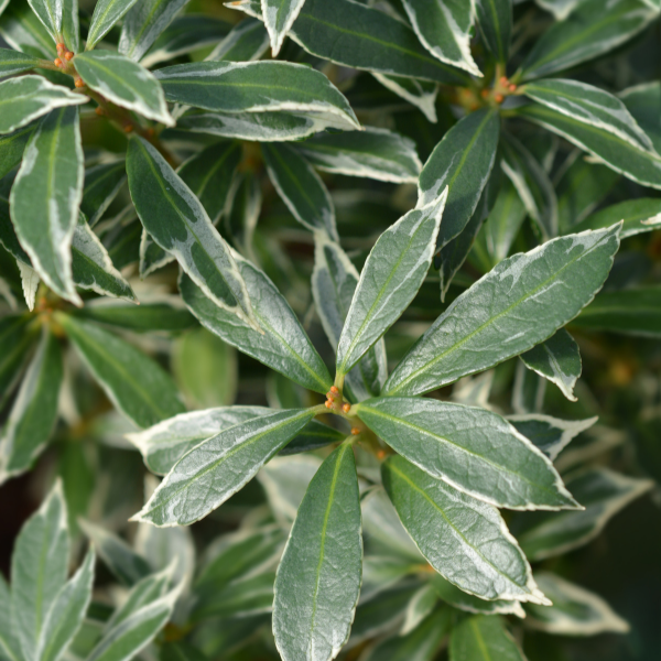 Andromède du Japon 'Little Heath' - Pieris japonica 'Little Heath'