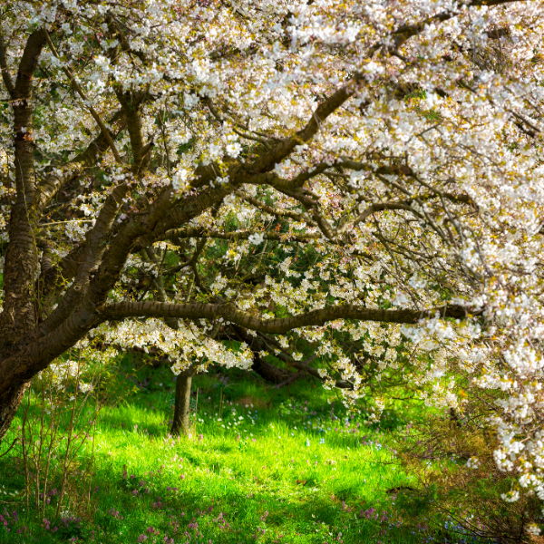 Prunus Incisa Oshidori