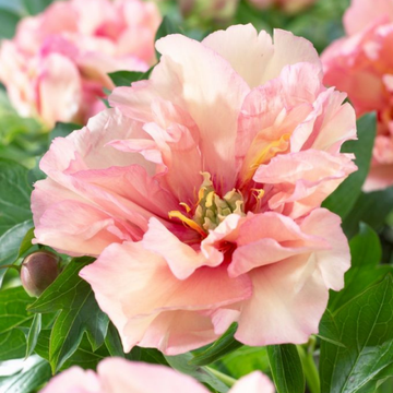 Pivoine 'Canary Brillant' - Paeonia 'Canary Brillant'
