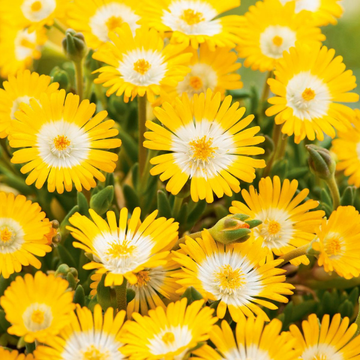 Pourpier 'Jewel Of Desert Peridott' - Delosperma 'Jewel Of Desert Peridott'