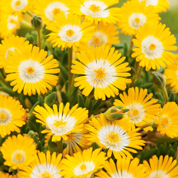 Pourpier 'Jewel Of Desert Peridott' - Delosperma 'Jewel Of Desert Peridott'