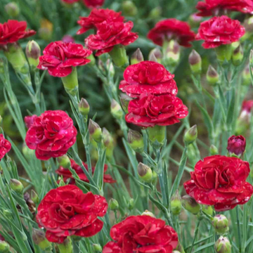 Oeillet mignardise rouge -  plumarius SCENT FIRST 'Passion' hot