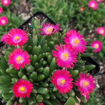 Pourpier 'Jewel Of Desert Amethyst' - Delosperma 'Jewel Of Desert Amethyst'