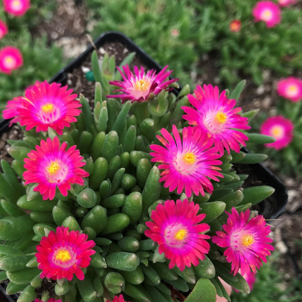 Pourpier 'Jewel Of Desert Amethyst' - Delosperma 'Jewel Of Desert Amethyst'