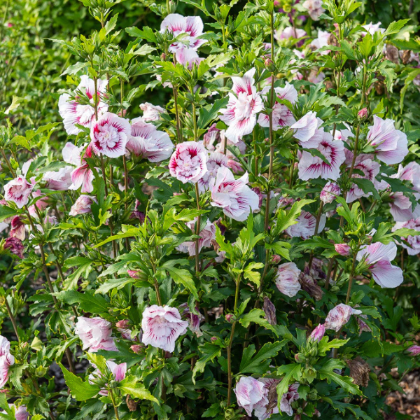 Hibiscus Starbust Chiffon - Hibiscus syriacus 'Starbust Chiffon'