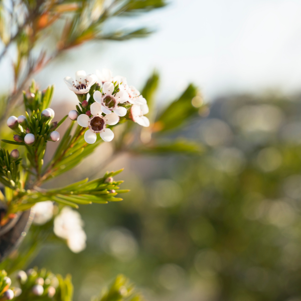 Fleur de Cire - Chamelaucium