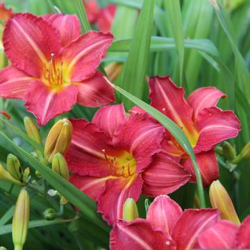 Hemerocallis Crimson Pirate