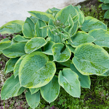 Hosta - Hosta