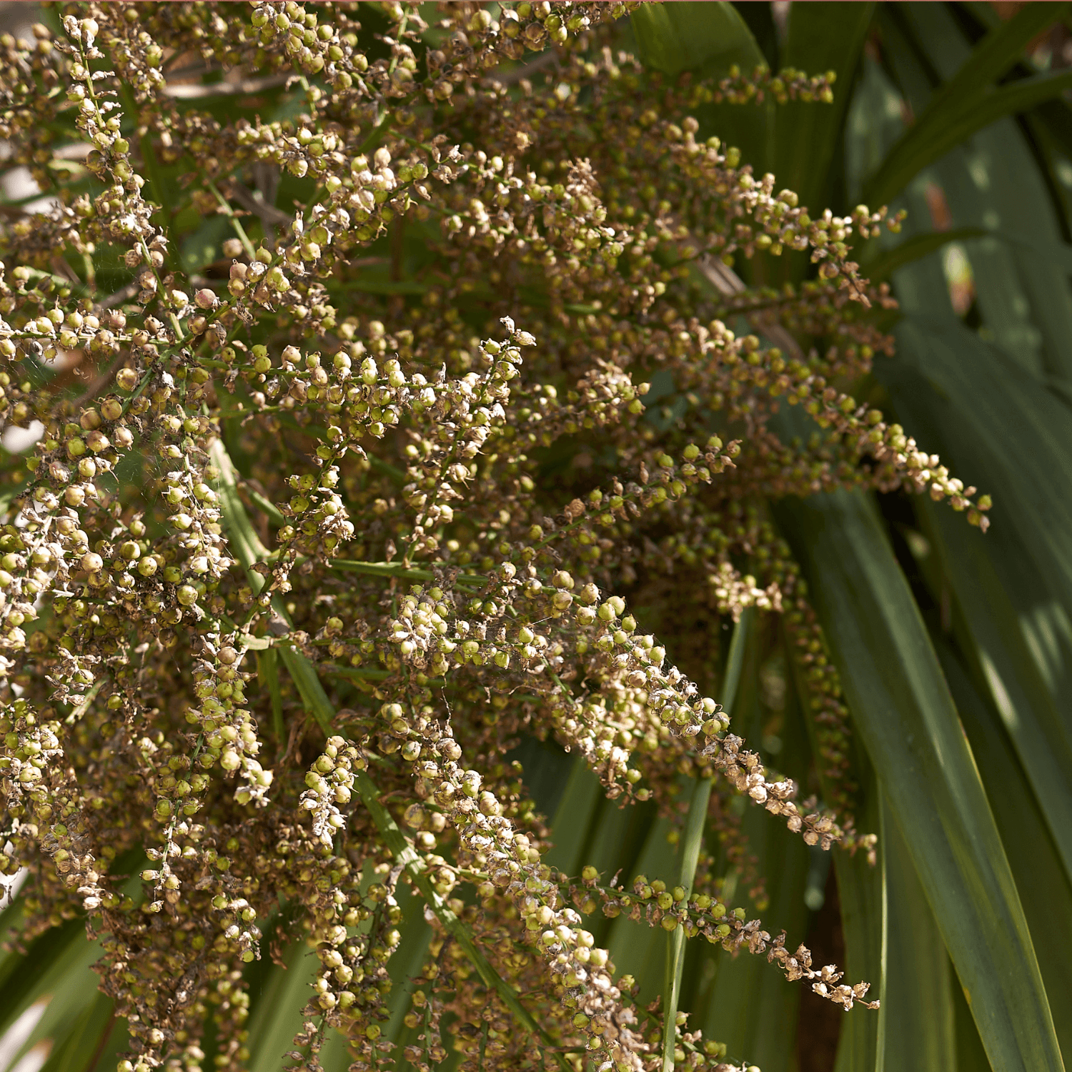 Cordyline australe - Cordyline australis - FLEURANDIE