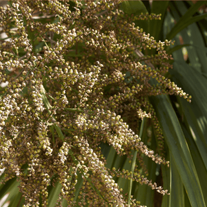 Cordyline australe - Cordyline australis - FLEURANDIE