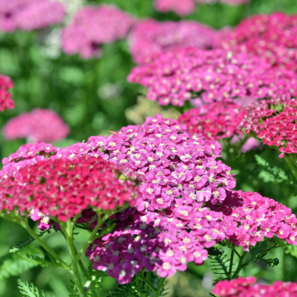 Achillée Millefeuille 'Cerise Queen' - Achillea Millefolium 'Cerise Queen'