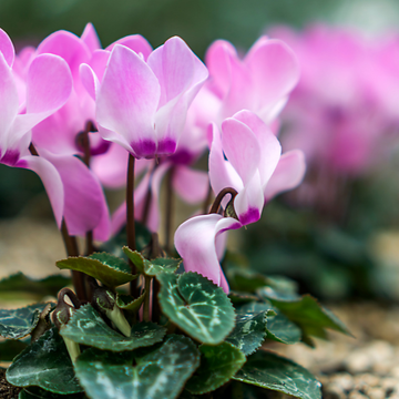Cyclamen De Naples - Cyclamen Neapolitanum