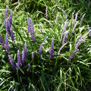 Liriope muscari - Liriope muscari