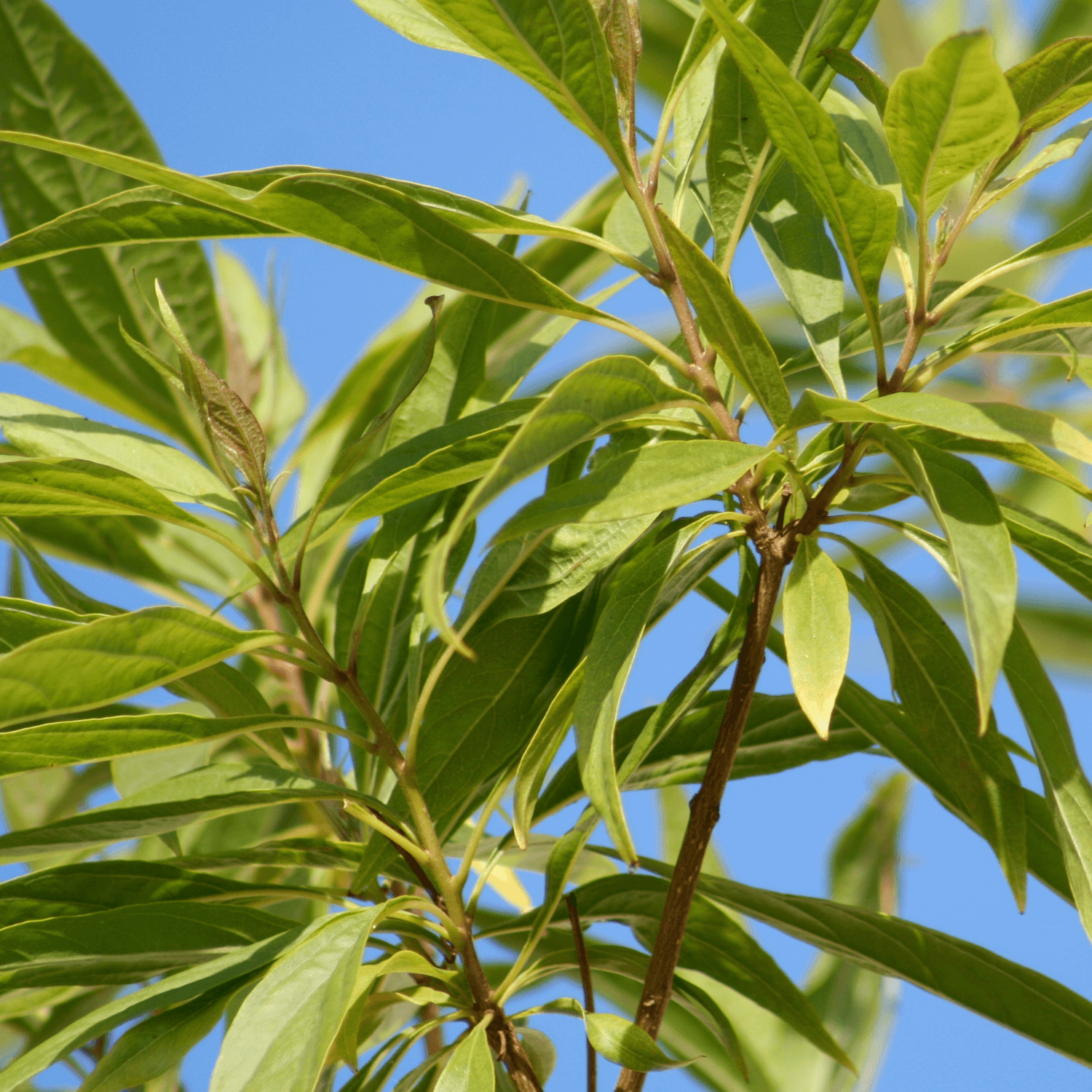 Chitalpa de Taschkent - Chitalpa tashkentensis - FLEURANDIE