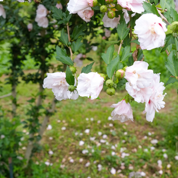 Hibiscus Syriacus French Cabaret (R) Pastel