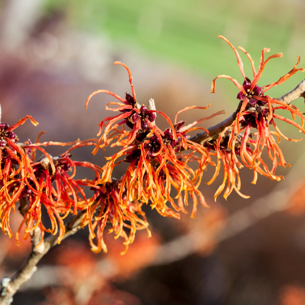 HAMAMELIS INT. RUBY GLOW 40/60 CM