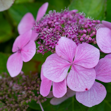Hortensia Macrophylla Teller Kartinal - Hydrangea macrophylla Teller Kardinal