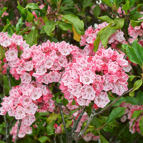 Kalmia Latifolia