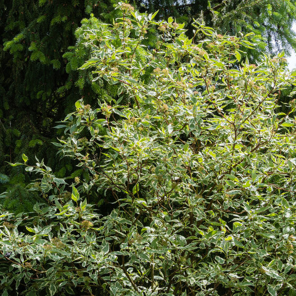 Cornouiller blanc 'Elegantissima' - Cornus alba 'Elegantissima'