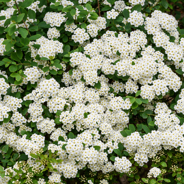 Spirée du Japon 'Snowmound' - Spiraea nipponica 'Snowmound'