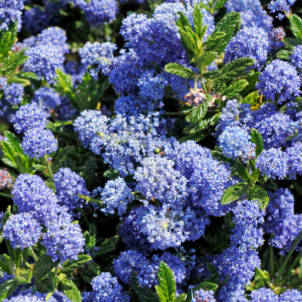 Céanothe, Lilas de Californie 'Victoria' - Ceanothus 'Victoria'