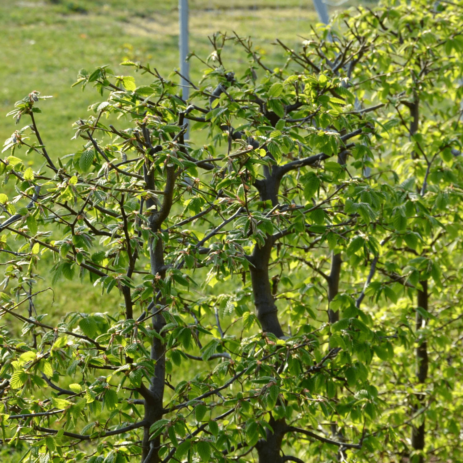 Charme commun, Charmille - Carpinus betulus - FLEURANDIE