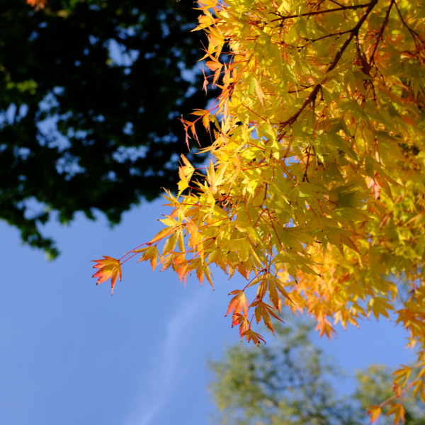 Érable du Japon 'Sango Kaku' - Acer palmatum 'Sango Kaku'