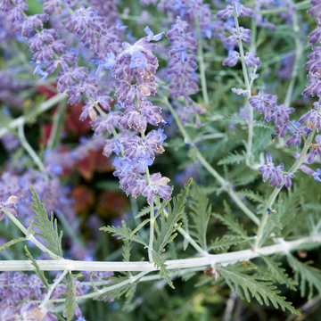 Sauge d'afghanistan - Perovskia atriplicifolia
