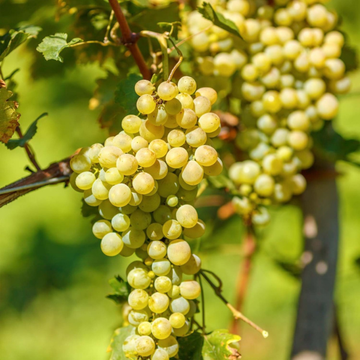 Vigne 'Muscat d'Alexandrie' - Vitis vinifera 'Muscat D'Alexandrie'