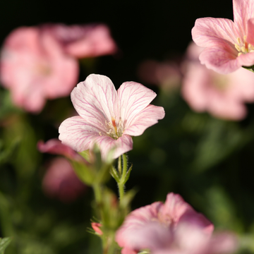 Geranium vivace 'Wargrave Pink' - Géranium 'Wargrave Pink'