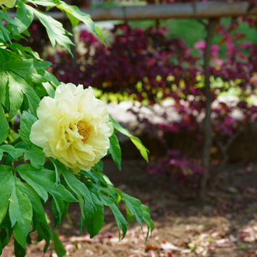 Pivoine arbustive Jaune -  Paeonia suffruticosa Jaune