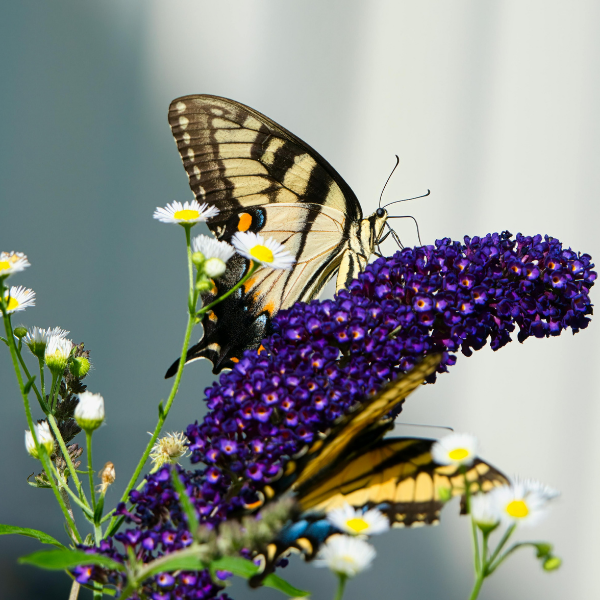 Arbre aux papillons 'Butterfly Candy' Pourpre -  Buddleja davidii 'Butterfly Candy' Purple
