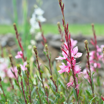 Gaura de lindheimer 'Siskiyou Pink' - Gaura lindheimeri 'Siskiyou Pink'