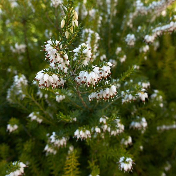 Bruyère des neiges Blanc  - Erica Carnea Alba