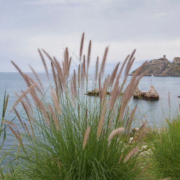 Pennisetum X Advena ‘Summer Samba’®