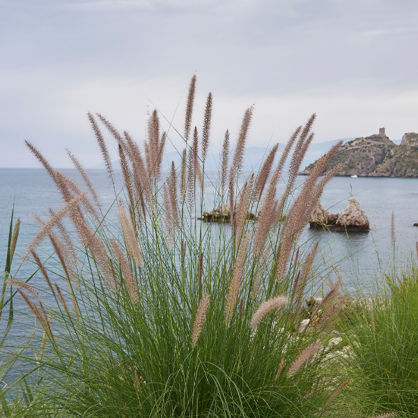 Pennisetum X Advena ‘Summer Samba’®