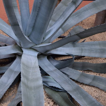 Agave Américain - Agave Américana